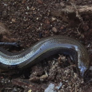 Hemiergis talbingoensis at Aranda, ACT - 26 Jul 2018 12:31 PM