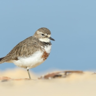 Anarhynchus bicinctus (Double-banded Plover) at Pambula - 26 Jul 2018 by Leo