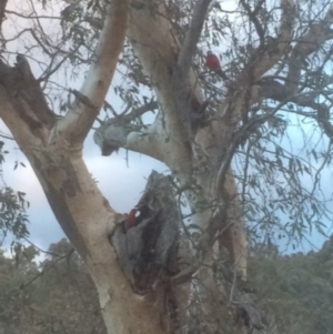 Platycercus elegans at Hughes, ACT - 25 Jul 2018