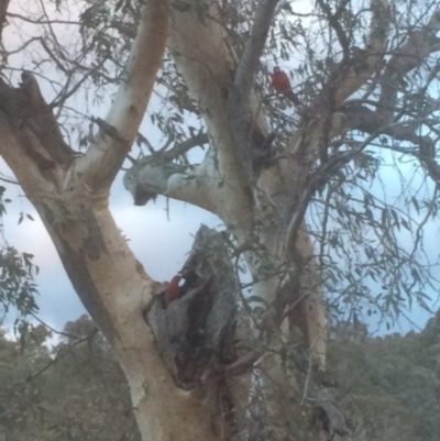 Platycercus elegans (Crimson Rosella) at Red Hill to Yarralumla Creek - 25 Jul 2018 by KL