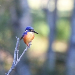 Ceyx azureus (Azure Kingfisher) at Burrill Lake, NSW - 16 Jun 2014 by Charles Dove