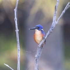 Ceyx azureus at Burrill Lake, NSW - 17 Jun 2014 12:00 AM