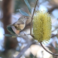 Acanthiza pusilla (Brown Thornbill) at Burrill Lake, NSW - 16 Jun 2014 by CharlesDove