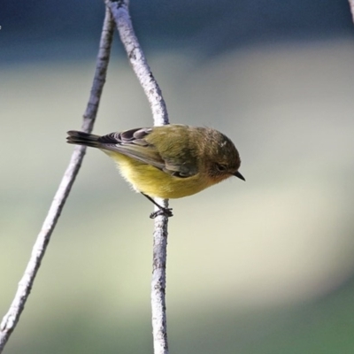 Acanthiza nana (Yellow Thornbill) at Wairo Beach and Dolphin Point - 16 Jun 2014 by Charles Dove