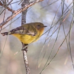 Acanthiza nana at Burrill Lake, NSW - 17 Jun 2014