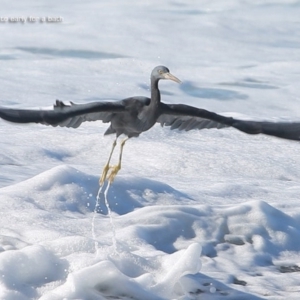 Egretta sacra at South Pacific Heathland Reserve - 16 Jun 2014