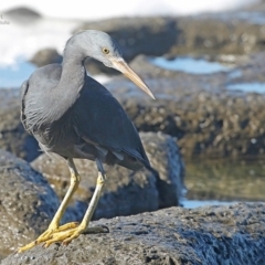 Egretta sacra at South Pacific Heathland Reserve - 16 Jun 2014