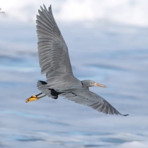 Egretta sacra at South Pacific Heathland Reserve - 16 Jun 2014