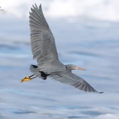 Egretta sacra at South Pacific Heathland Reserve - 16 Jun 2014