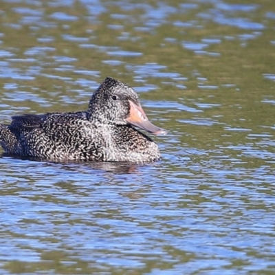Stictonetta naevosa (Freckled Duck) at Wairo Beach and Dolphin Point - 15 Jun 2014 by Charles Dove