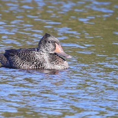 Stictonetta naevosa (Freckled Duck) at Burrill Lake, NSW - 16 Jun 2014 by CharlesDove