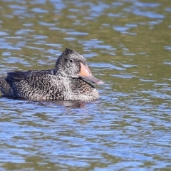Stictonetta naevosa (Freckled Duck) at Burrill Lake, NSW - 15 Jun 2014 by Charles Dove