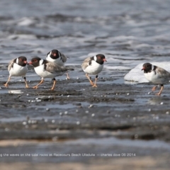 Charadrius rubricollis (Hooded Plover) at South Pacific Heathland Reserve - 19 Jun 2014 by Charles Dove