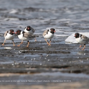 Charadrius rubricollis at suppressed - 19 Jun 2014