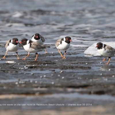 Charadrius rubricollis (Hooded Plover) at South Pacific Heathland Reserve - 18 Jun 2014 by Charles Dove