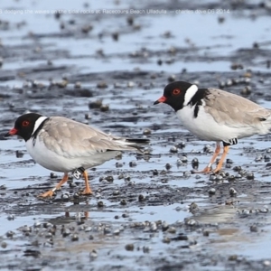 Charadrius rubricollis at suppressed - 19 Jun 2014