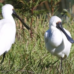 Platalea regia (Royal Spoonbill) at Burrill Lake, NSW - 17 Jun 2014 by CharlesDove