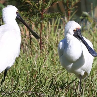 Platalea regia (Royal Spoonbill) at Wairo Beach and Dolphin Point - 16 Jun 2014 by Charles Dove