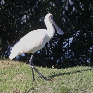 Platalea regia at Burrill Lake, NSW - 17 Jun 2014