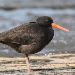 Haematopus fuliginosus (Sooty Oystercatcher) at South Pacific Heathland Reserve - 17 Jun 2014 by Charles Dove