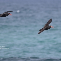 Haematopus fuliginosus at South Pacific Heathland Reserve - 17 Jun 2014