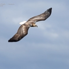 Haliaeetus leucogaster (White-bellied Sea-Eagle) at South Pacific Heathland Reserve - 16 Jun 2014 by Charles Dove