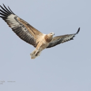 Haliaeetus leucogaster at South Pacific Heathland Reserve - 17 Jun 2014