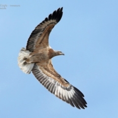 Haliaeetus leucogaster at South Pacific Heathland Reserve - 17 Jun 2014