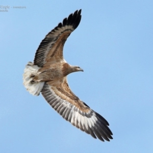 Haliaeetus leucogaster at South Pacific Heathland Reserve - 17 Jun 2014 12:00 AM