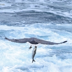 Haliaeetus leucogaster (White-bellied Sea-Eagle) at Ulladulla, NSW - 13 Jun 2014 by Charles Dove