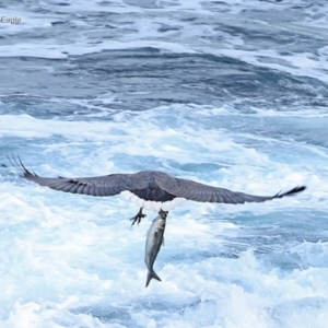 Haliaeetus leucogaster at Ulladulla, NSW - 14 Jun 2014 12:00 AM