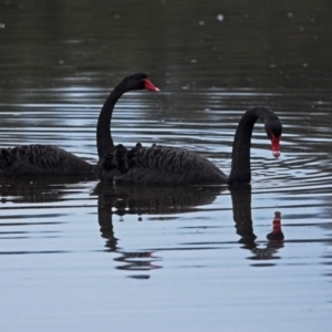 Cygnus atratus at Burrill Lake, NSW - 14 Jun 2014