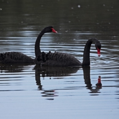 Cygnus atratus (Black Swan) at Burrill Lake, NSW - 14 Jun 2014 by CharlesDove