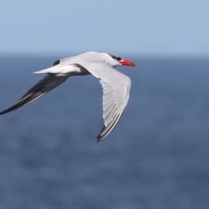 Hydroprogne caspia at Ulladulla, NSW - 14 Jun 2014 12:00 AM