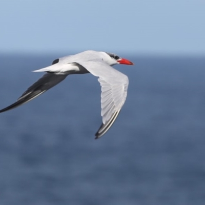 Hydroprogne caspia (Caspian Tern) at Coomee Nulunga Cultural Walking Track - 13 Jun 2014 by Charles Dove