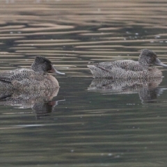 Stictonetta naevosa (Freckled Duck) at Wairo Beach and Dolphin Point - 12 Jun 2014 by Charles Dove