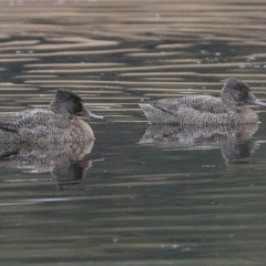 Stictonetta naevosa (Freckled Duck) at Burrill Lake, NSW - 13 Jun 2014 by CharlesDove