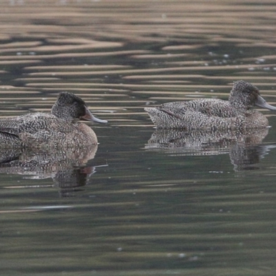 Stictonetta naevosa (Freckled Duck) at Burrill Lake, NSW - 12 Jun 2014 by Charles Dove