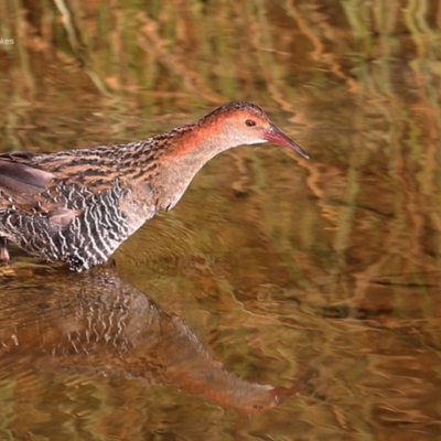 Lewinia pectoralis (Lewin's Rail) at Burrill Lake, NSW - 8 Jun 2014 by CharlesDove