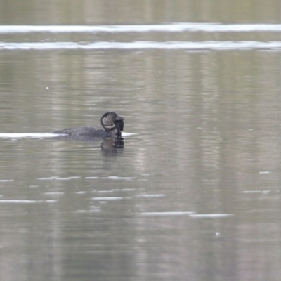 Biziura lobata (Musk Duck) at Meroo National Park - 13 Jun 2014 by CharlesDove