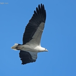 Haliaeetus leucogaster at Ulladulla, NSW - 12 Jun 2014