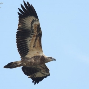 Haliaeetus leucogaster at Ulladulla, NSW - 12 Jun 2014