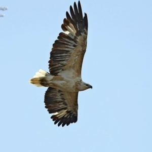 Haliaeetus leucogaster at Ulladulla, NSW - 12 Jun 2014