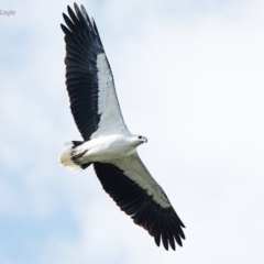 Haliaeetus leucogaster at Ulladulla, NSW - 12 Jun 2014