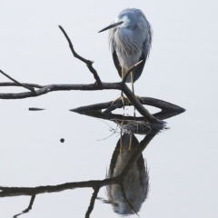 Egretta novaehollandiae (White-faced Heron) at Ulladulla, NSW - 11 Jun 2014 by Charles Dove