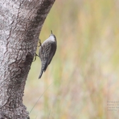 Cormobates leucophaea (White-throated Treecreeper) at Meroo National Park - 12 Jun 2014 by Charles Dove