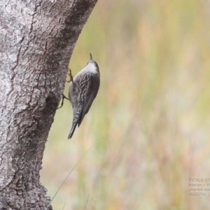 Cormobates leucophaea at Meroo National Park - 13 Jun 2014 12:00 AM