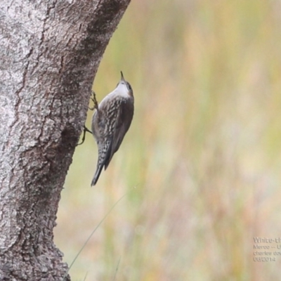 Cormobates leucophaea (White-throated Treecreeper) at Meroo National Park - 12 Jun 2014 by Charles Dove