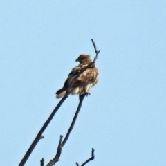 Haliastur sphenurus (Whistling Kite) at Fyshwick, ACT - 26 Jul 2018 by RodDeb