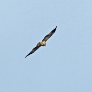 Haliastur sphenurus at Fyshwick, ACT - 26 Jul 2018 12:07 PM